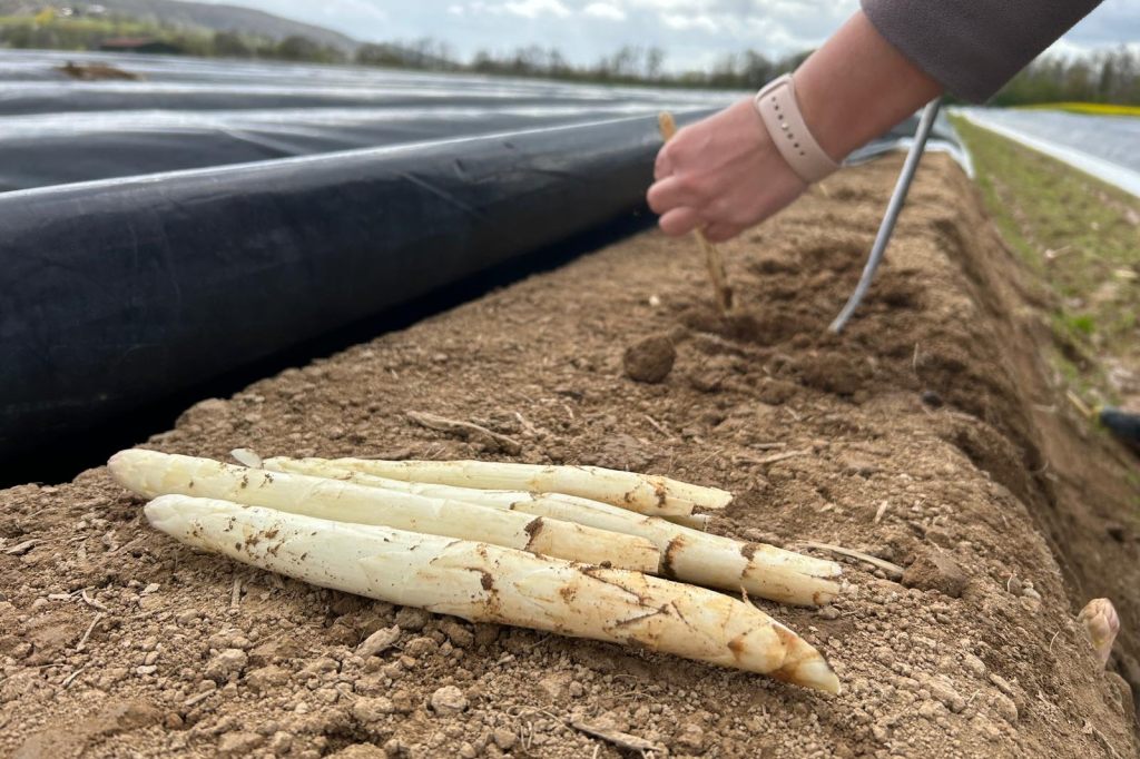 Es ist zu kalt: Schweizer Spargel lässt auf sich warten