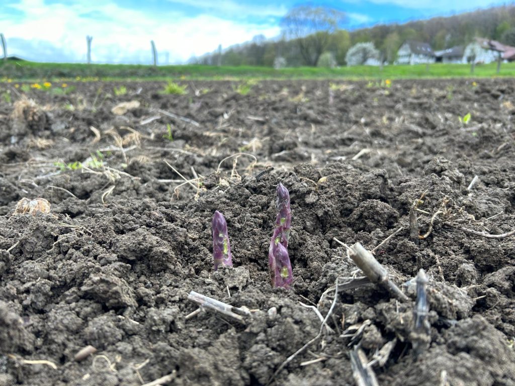 Es ist zu kalt: Schweizer Spargel lässt auf sich warten