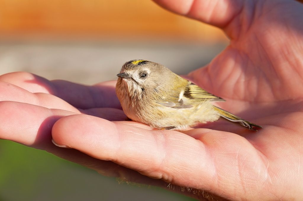 Jungvögel brauchen nicht immer unsere Hilfe