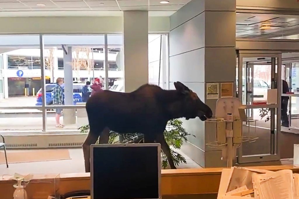 Ohne Termin: Elch taucht in Alaska im Krankenhaus auf