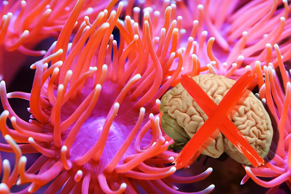 Lernen ohne Gehirn: Seeanemone macht’s vor