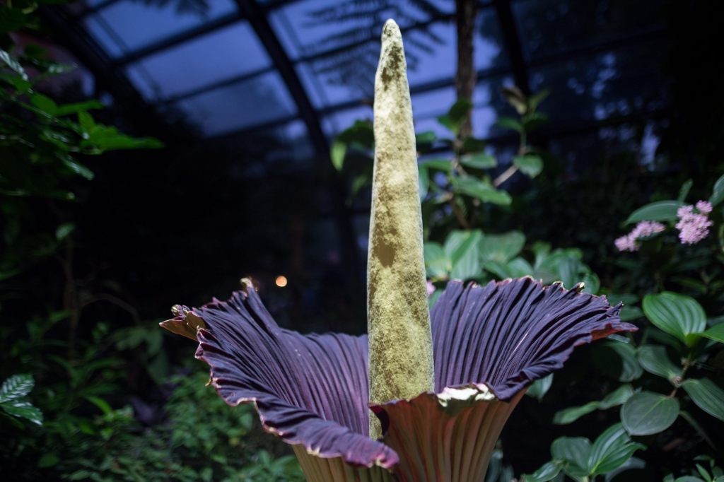 Weltgrösste Stink-Blume Titanwurz blüht am Wochenende in Zürich