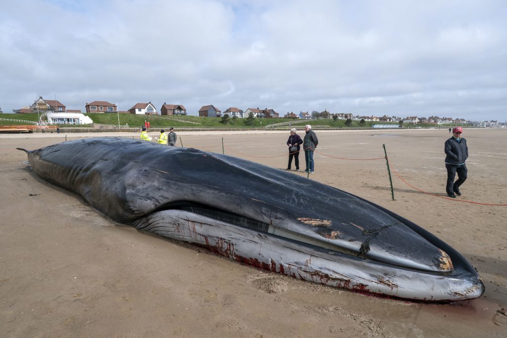 30 Tonnen schwerer Wal-Kadaver in England zieht Schaulustige an