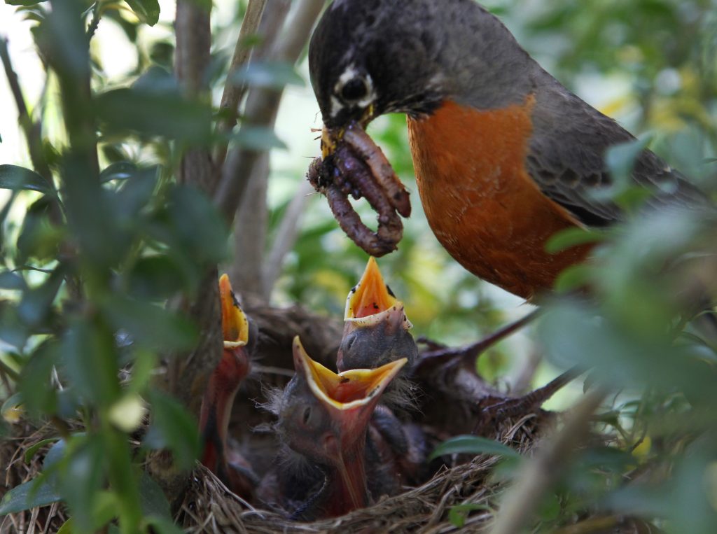 Wegen Klimawandel: Es gibt immer weniger Vogelbabys