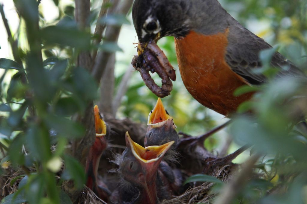 Wegen Klimawandel: Es gibt immer weniger Vogelbabys