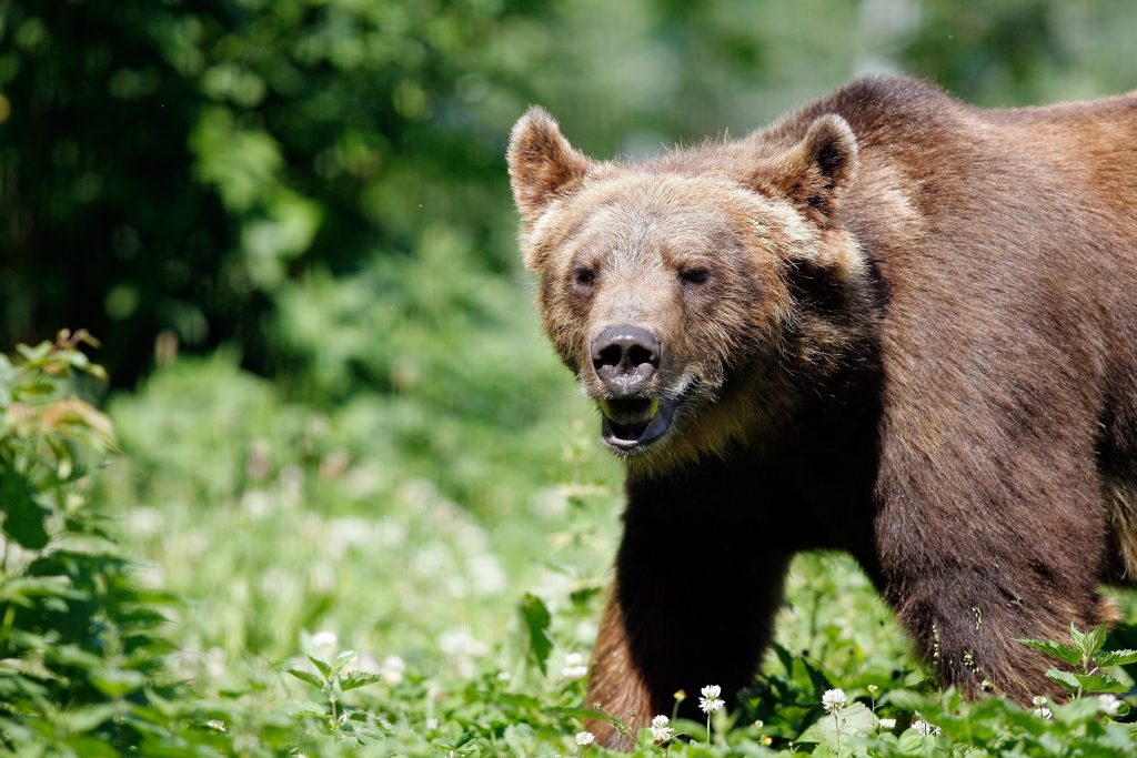 Wanderer finden toten Bären in Norditalien