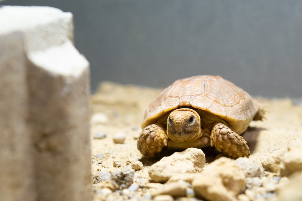 Höchstens 13 Zentimeter lang: Diese Mini-Schildkröte gibt es nur im Basler Zolli