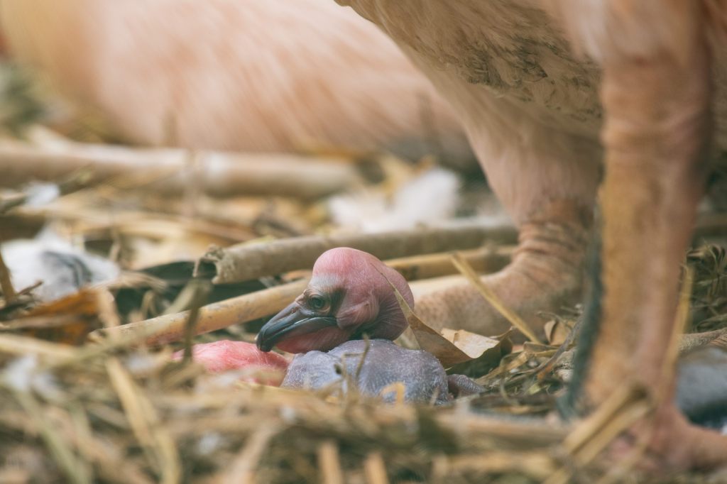 Dieses Vogelküken ist eine Sensation