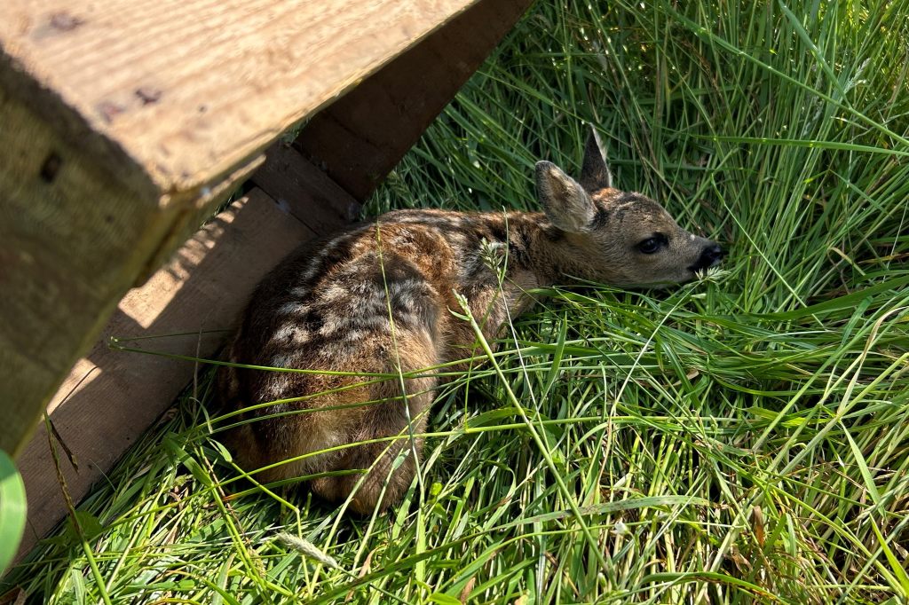 Freiwillige der Rehkitz-Rettung sind im Dauereinsatz