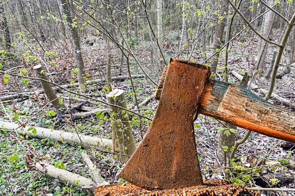 Rentner (78) fällt Bäume wie im Rausch – Polizei schnappt ihn