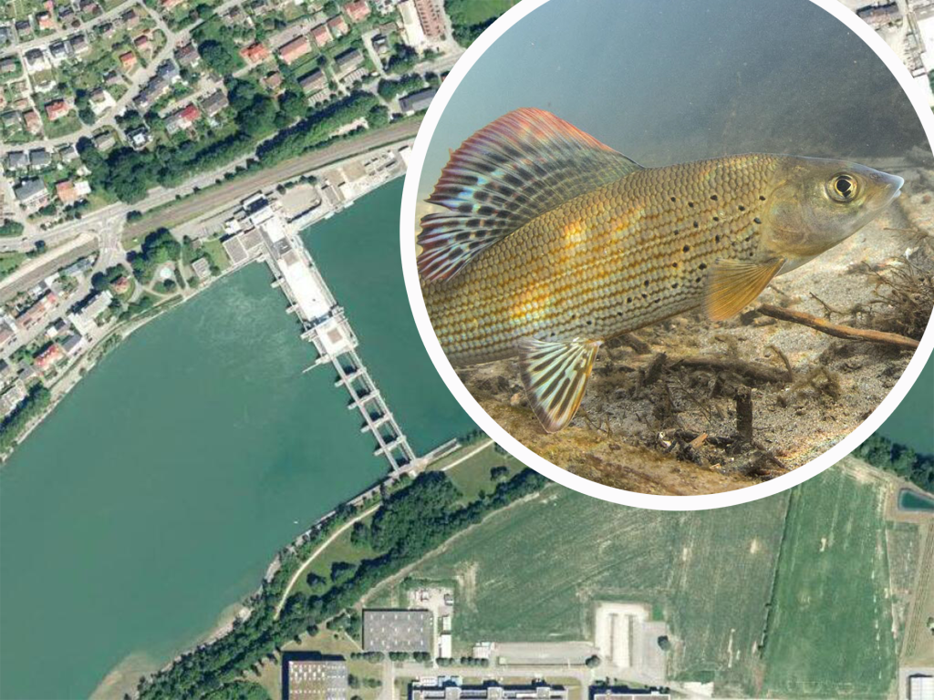 Rheinkraftwerk Säckingen muss den Fischen die Wanderung erleichtern