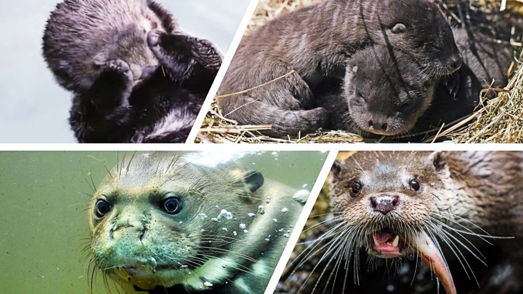 Heute ist Welt-Otter-Tag! Darum feiern wir ihn