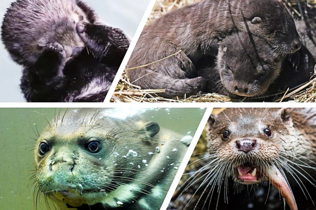 Heute ist Welt-Otter-Tag! Darum feiern wir ihn