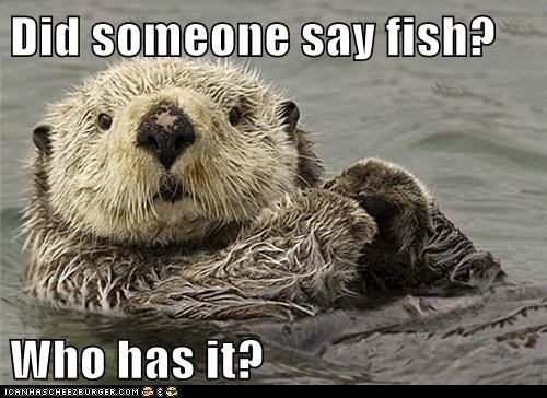 Heute ist Welt-Otter-Tag! Darum feiern wir ihn