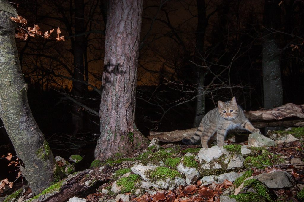 Diese Katze solltest du besser nicht streicheln