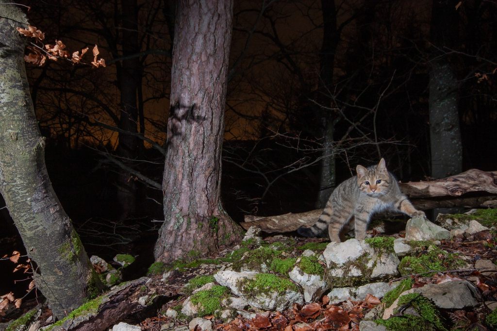 Diese Katze solltest du besser nicht streicheln