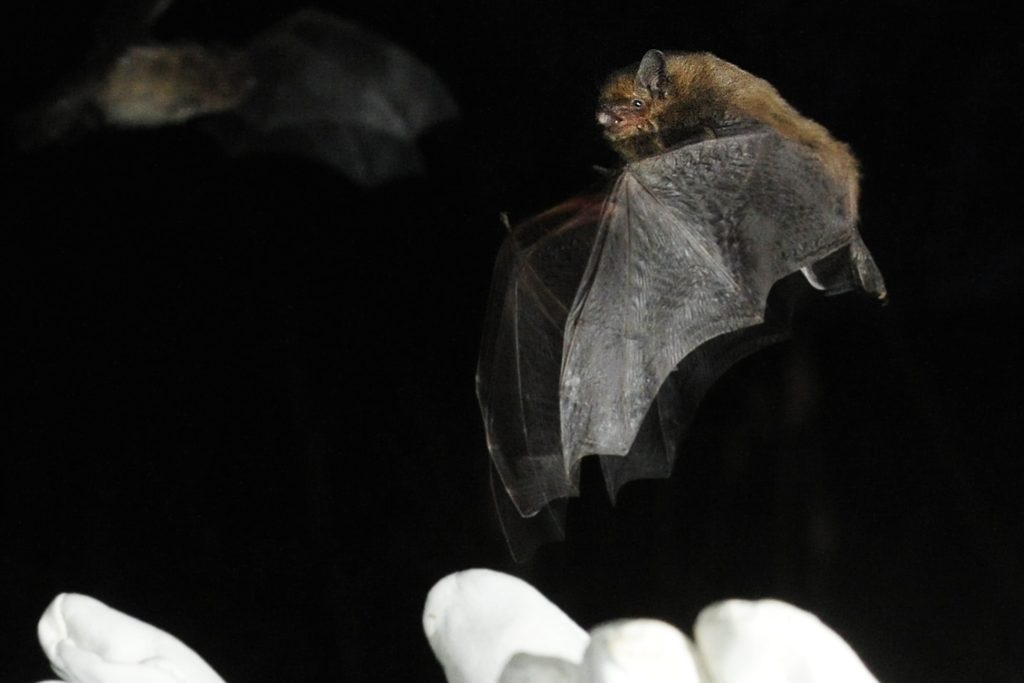 Europäische Fledermäuse tragen Corona-Viren in sich