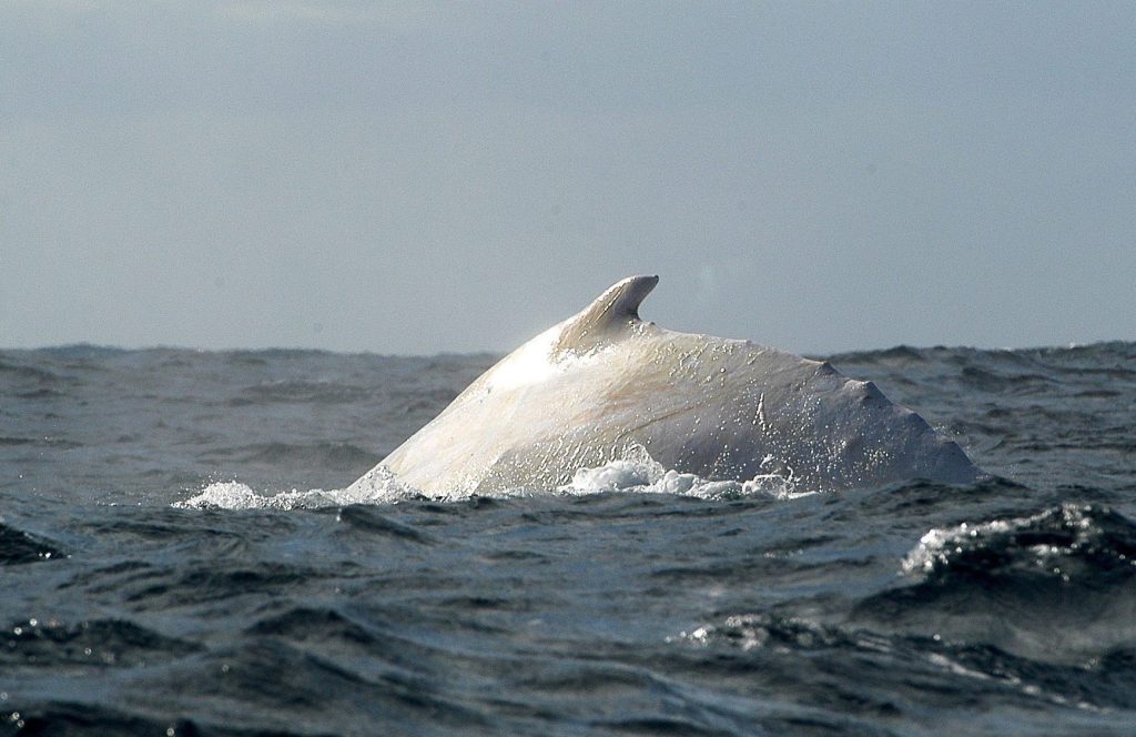 Seltener weisser Wal vor Australien: Ist es  «Migaloo»?