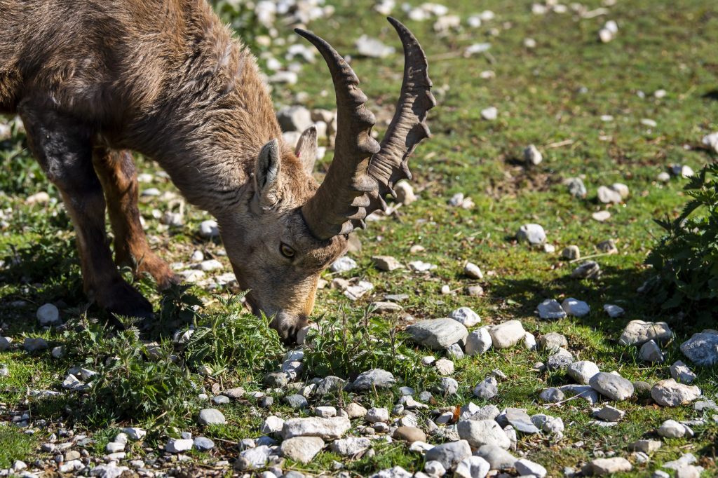 Wieder Feuer frei für ausländische Steinbock-Jäger im Wallis