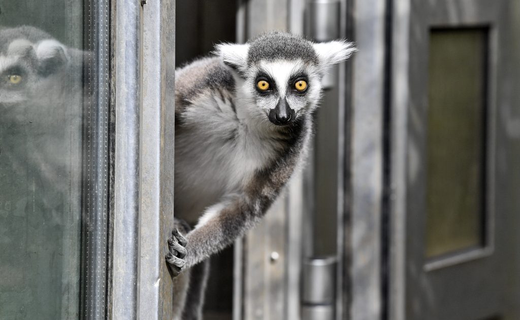 Hat jemand einen Lemur gesehen? Er ist aus dem Zolli ausgebüxt