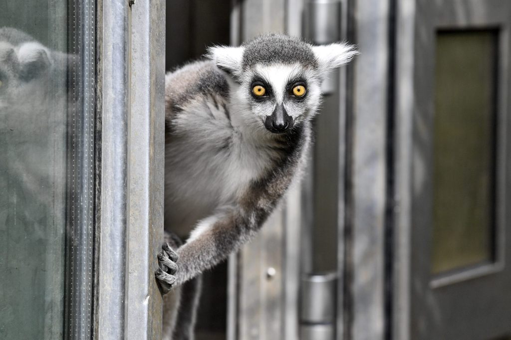 Hat jemand einen Lemur gesehen? Er ist aus dem Zolli ausgebüxt