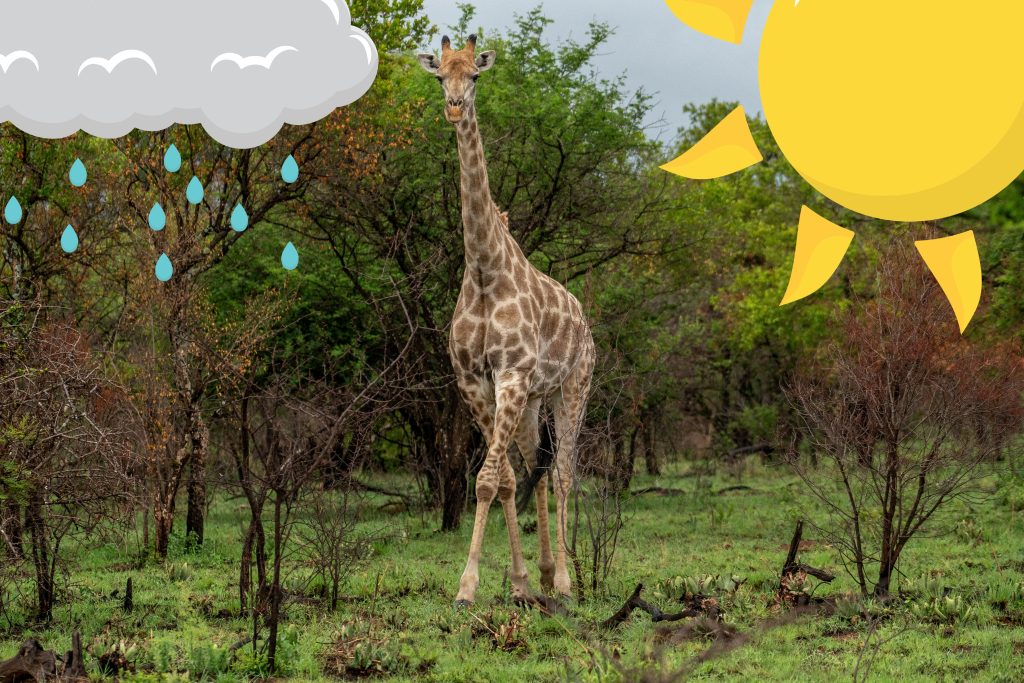 Klimakrise bedroht Giraffen anders als erwartet