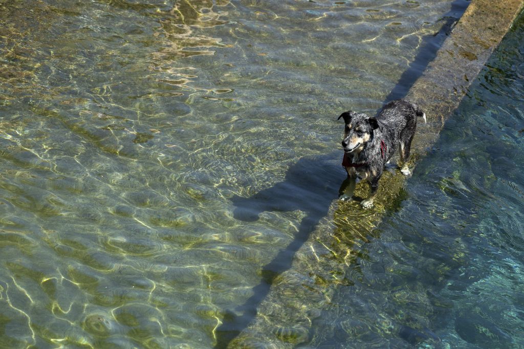 Die Zunge hängt am Boden: So kann dein Vierbeiner die hitzige Sommerzeit dennoch geniessen