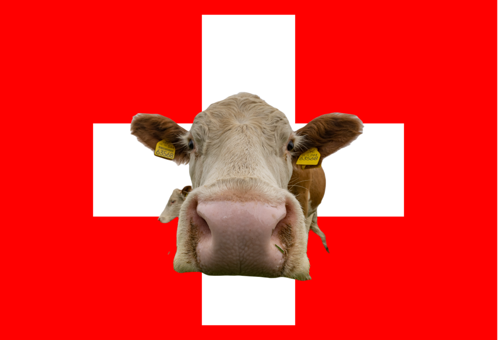 Kühe und Schweizer:innen  sind sich ähnlicher als geglaubt
