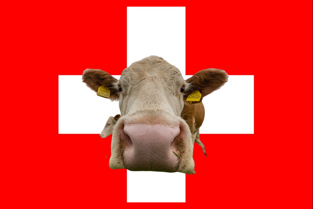Kühe und Schweizer:innen  sind sich ähnlicher als geglaubt