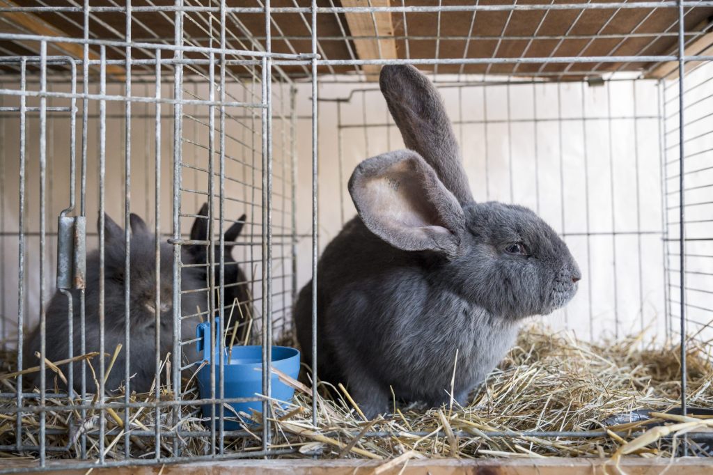 Kaninchenseuche grassiert: Jetzt sollen die Tiere geimpft werden