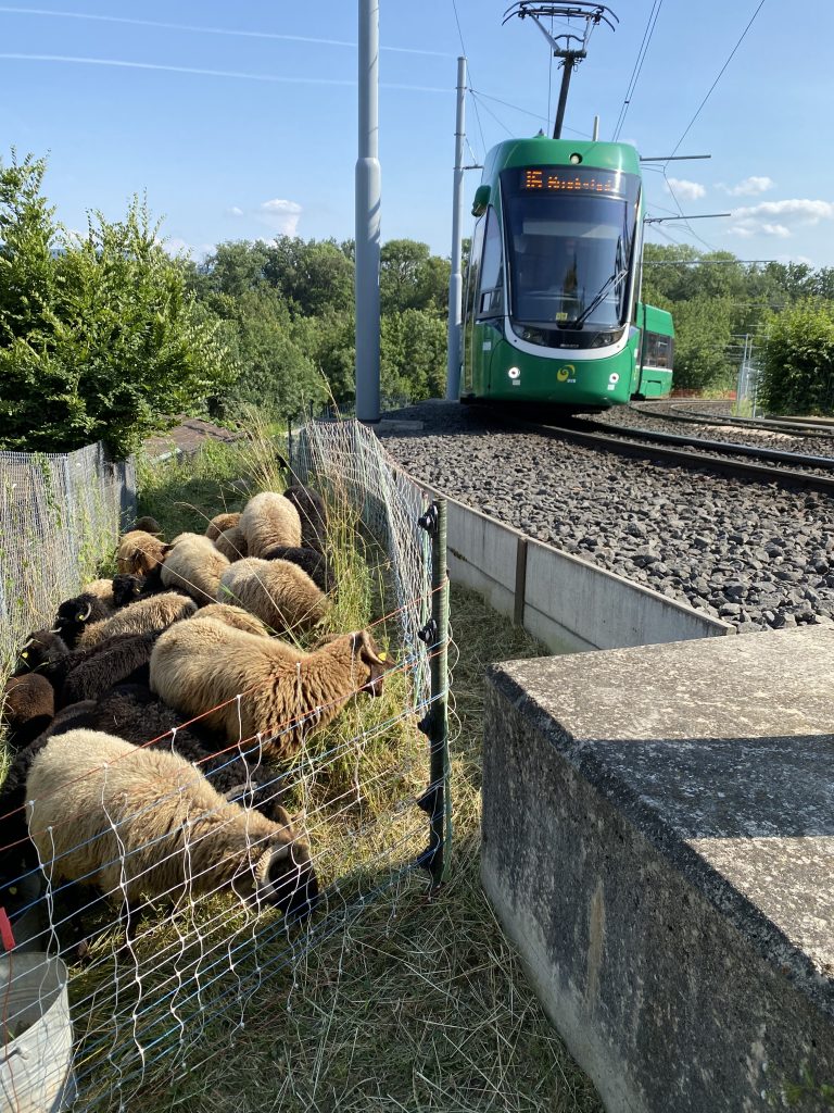 Darum «mähen» Schafe für die BVB den Rasen