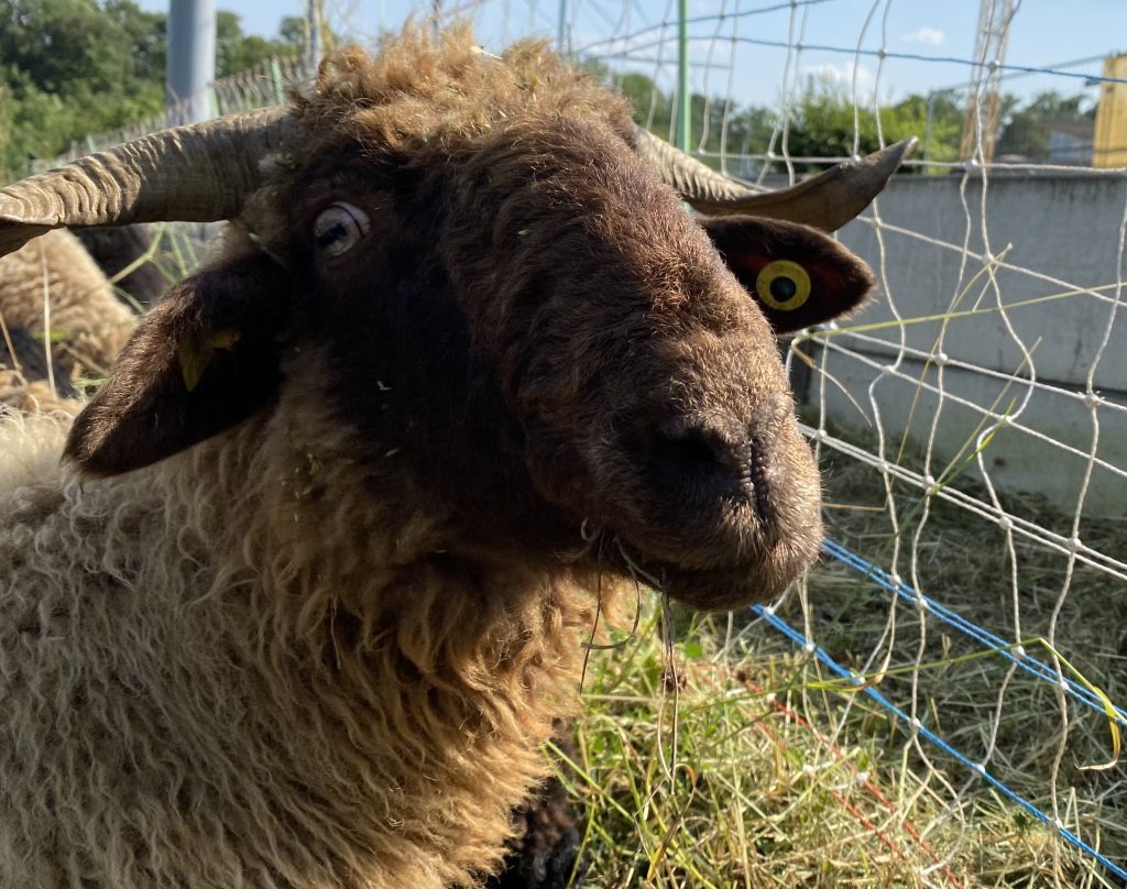 Darum «mähen» Schafe für die BVB den Rasen