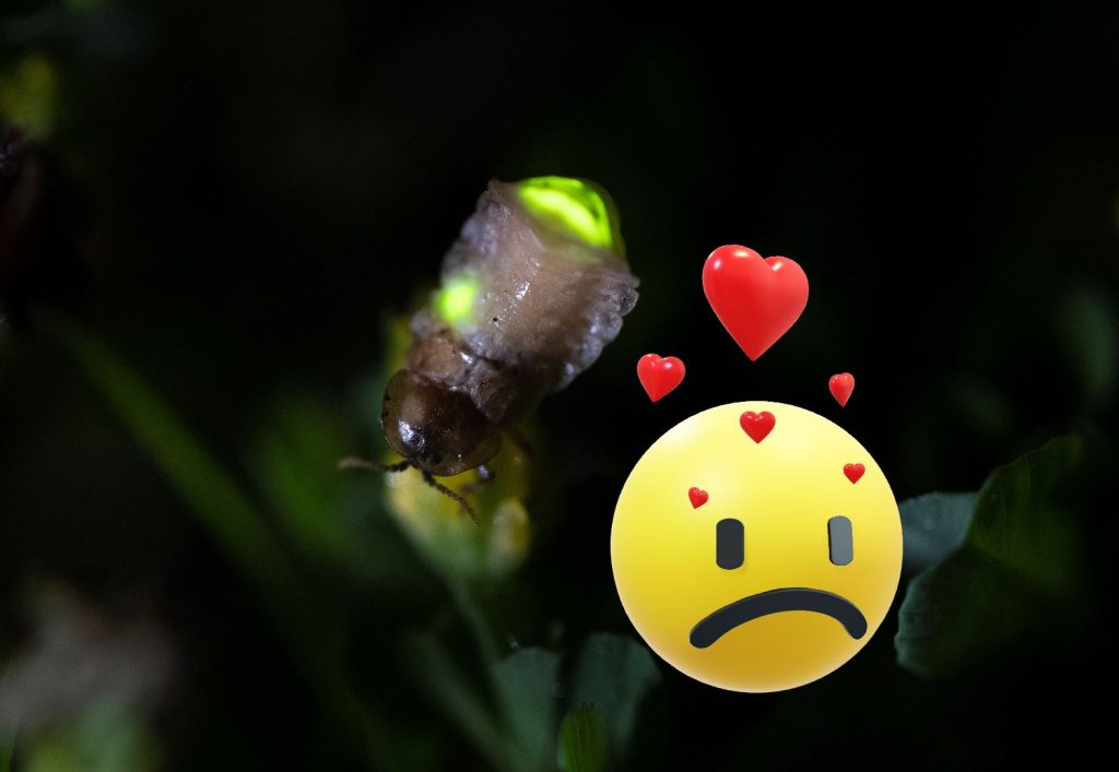 Glühwürmchen finden wegen Lichtverschmutzung ihre Partnerin nicht