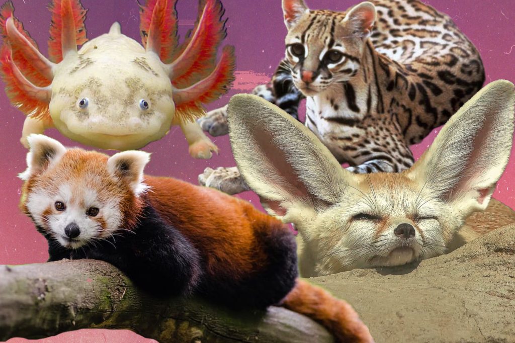 Süss aber unbekannt: Diese zehn Tiere werden dir nicht mehr aus dem Kopf gehen