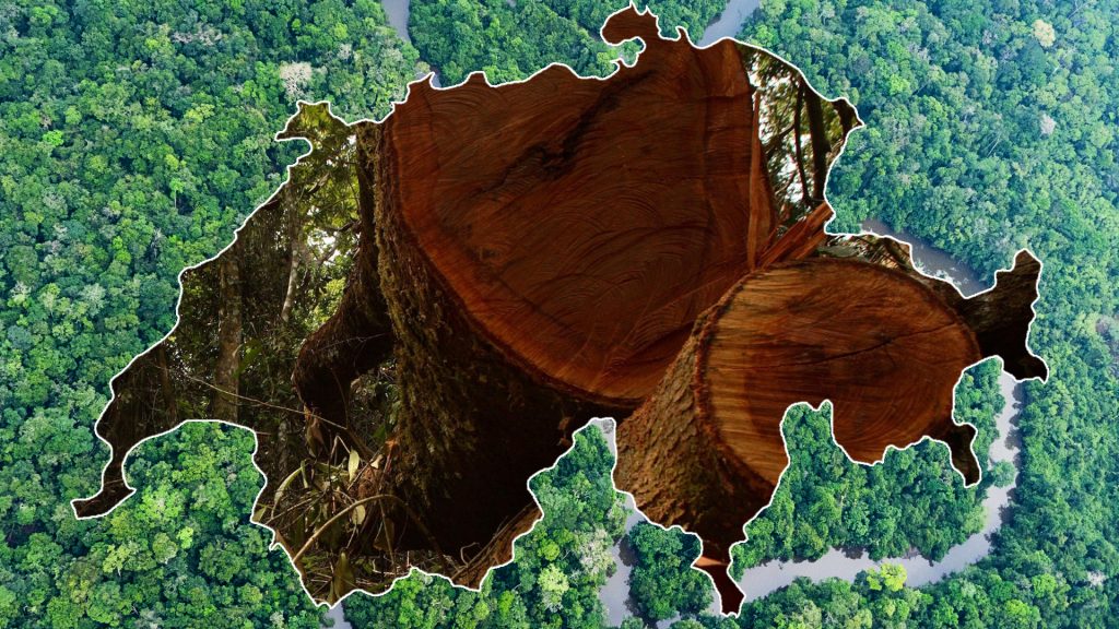 Tropischer Urwald von Fläche der Schweiz zerstört