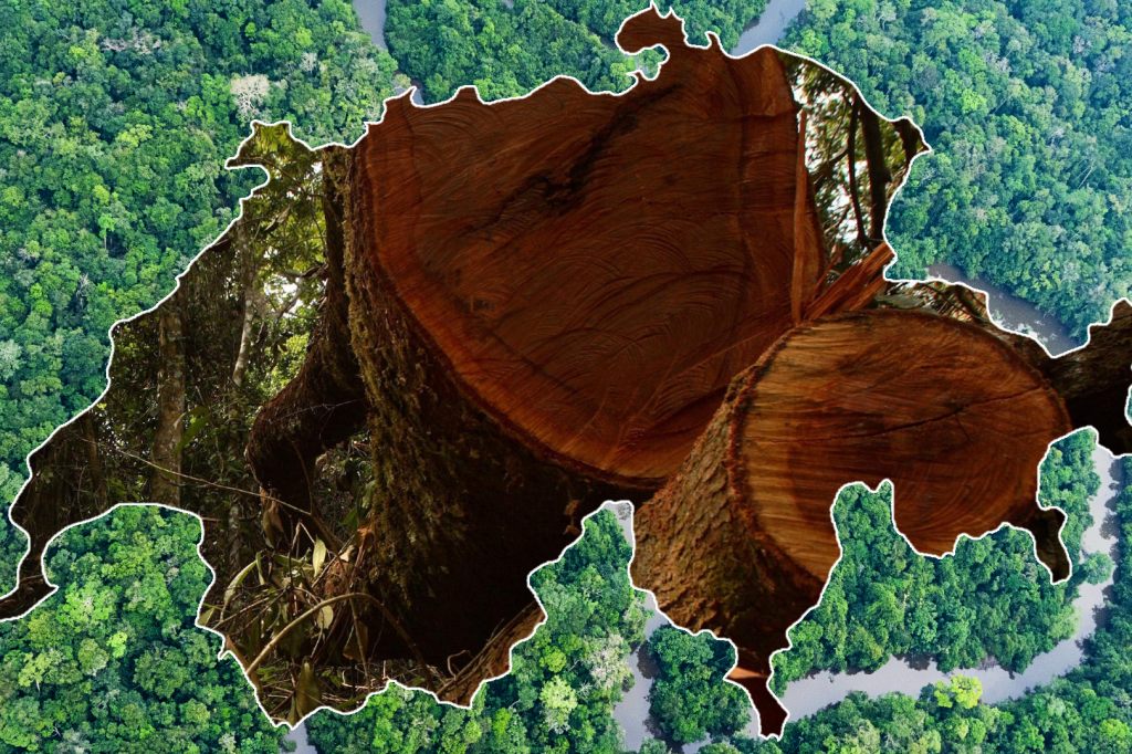 Tropischer Urwald von Fläche der Schweiz zerstört