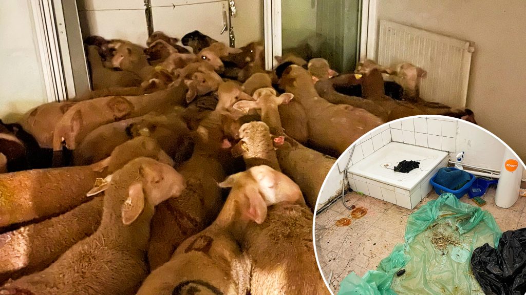 Behörden retten 40 Schafe aus Sozialwohnung