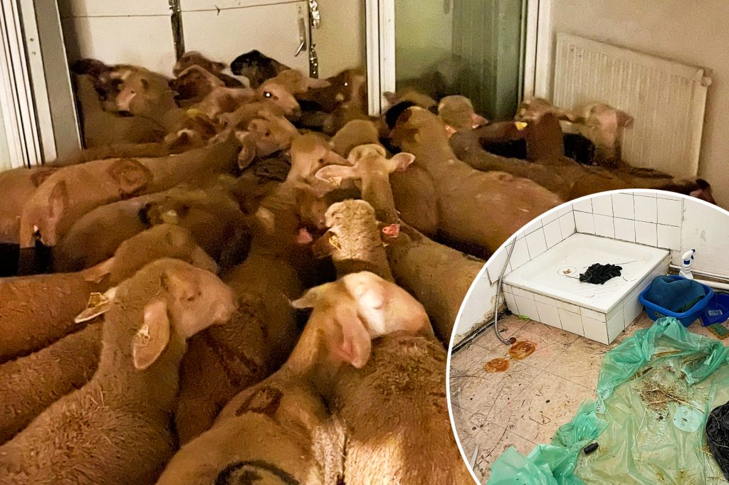 Behörden retten 40 Schafe aus Sozialwohnung