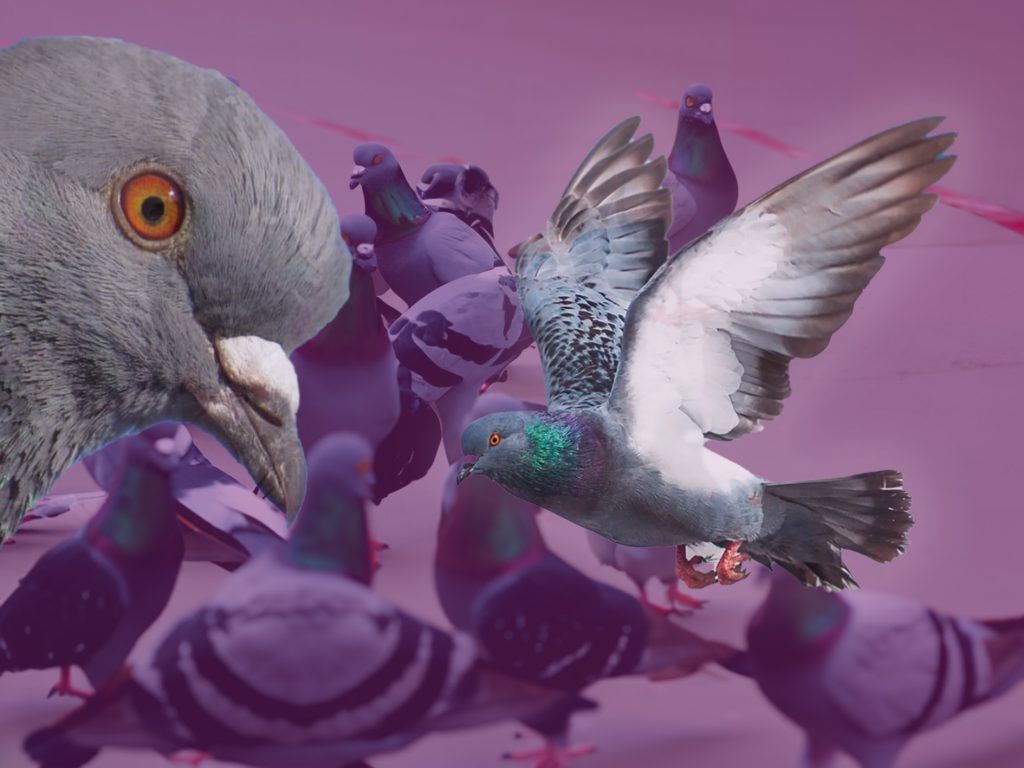 Diese Taubenvideos solltest du dir nicht entgehen lassen