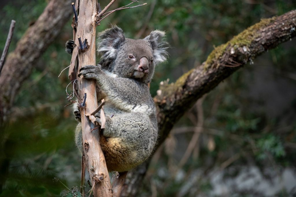 Zoo Zürich trauert um Koala-Weibchen Maisy