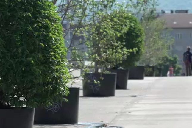 Stadtgärtnerei räumt ein: Aufwand für Topf-Bäume ist grösser als deren Ökoleistung