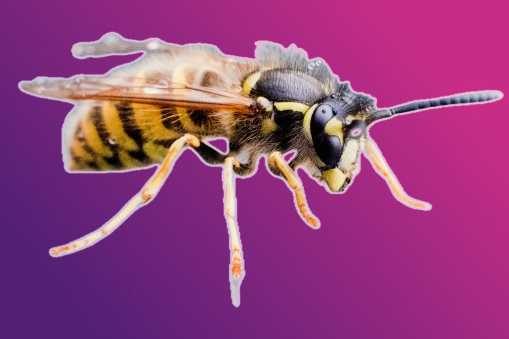 So vertreibst du Wespen, ohne sie zu töten