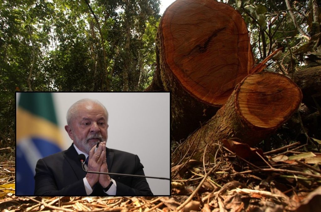 Abholzung in Brasilien hat deutlich abgenommen