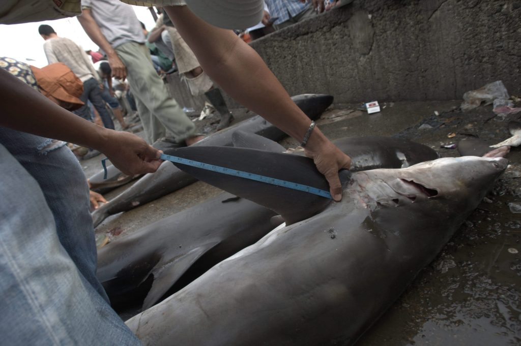 Mehr als sechs Tonnen Haiflossen beschlagnahmt