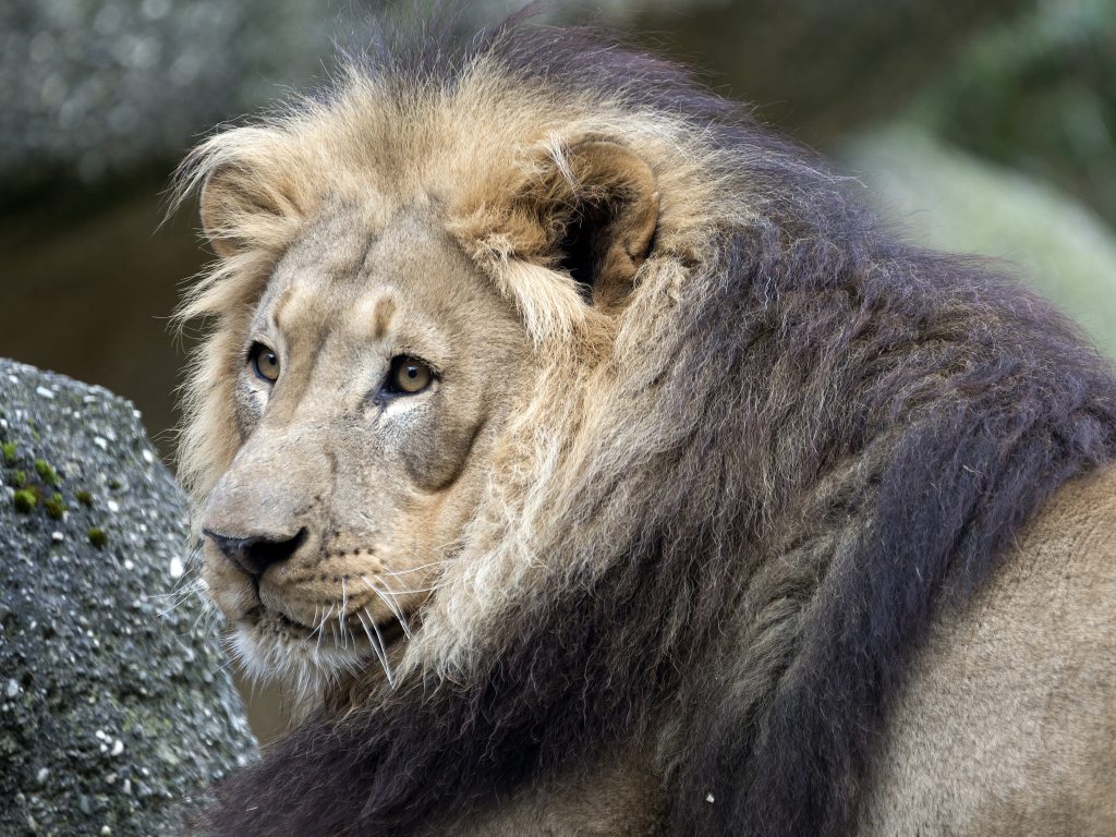 Zolli sucht Löwen-Männchen – gibt es bald Nachwuchs?