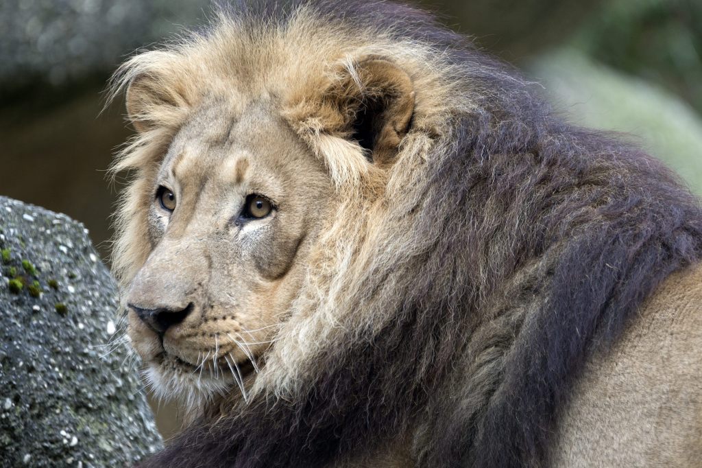 Zolli sucht Löwen-Männchen – gibt es bald Nachwuchs?
