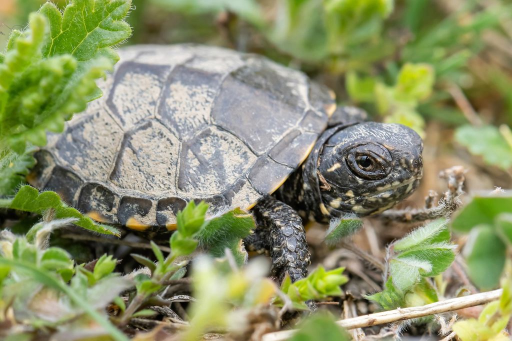 Auffangstationen stehen am Limit: Weshalb immer mehr Schildkröten ausgesetzt werden