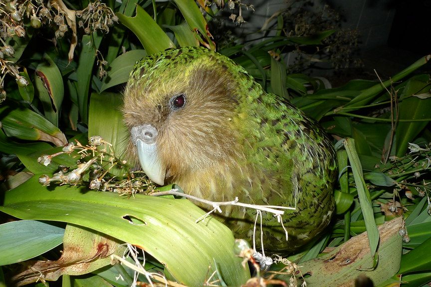 Neuseelands pummelige Papageien sind zurück auf dem Festland
