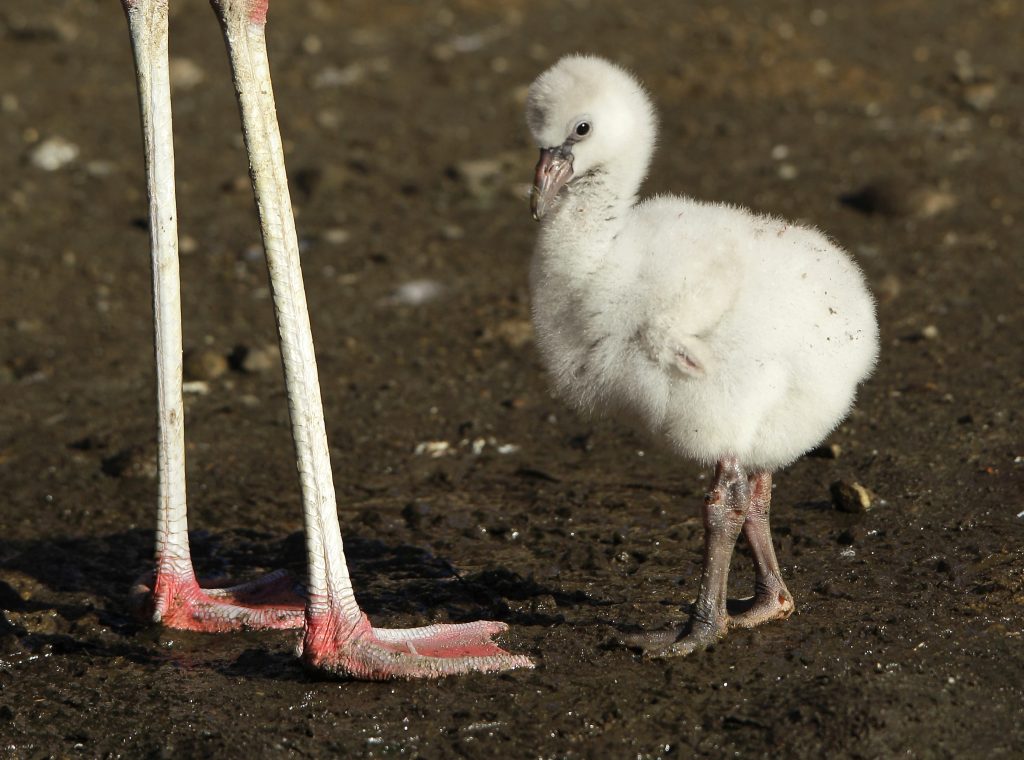 Mitarbeitende des Zoos Zürich beschützen Flamingo-Küken