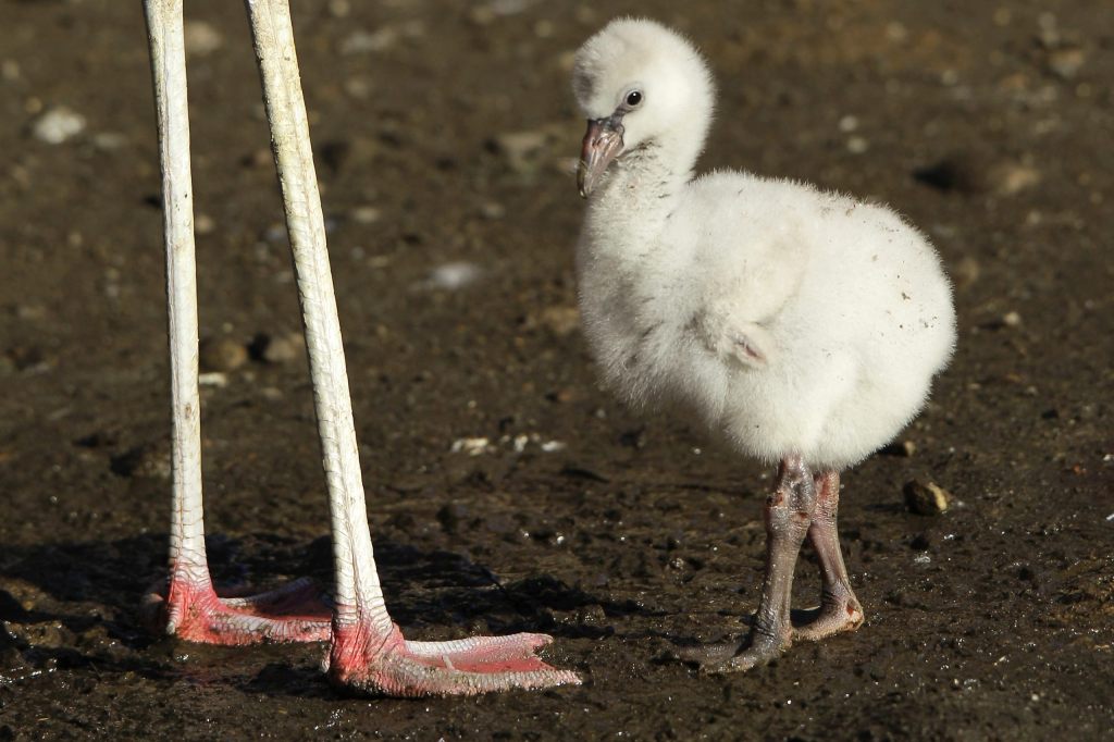Mitarbeitende des Zoos Zürich beschützen Flamingo-Küken